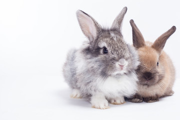 Two rabbits