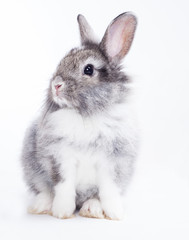 Obraz premium Rabbit isolated on a white background