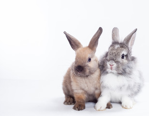 Two rabbits