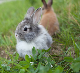 Rabbits  in grass