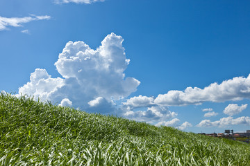 Grass and summer thunderhead