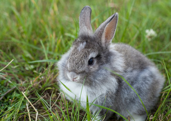 Rabbit in grass