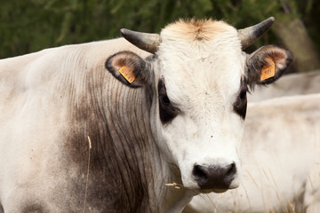 White calf