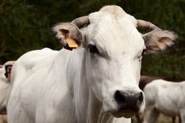 White calf