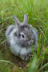Rabbit in grass