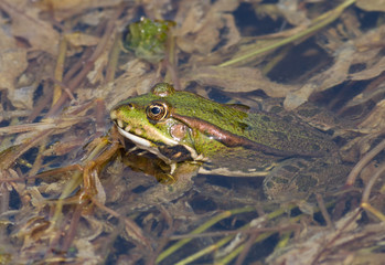 Frog