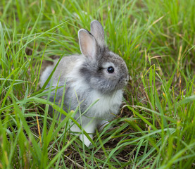 Rabbit in grass