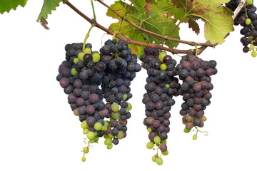 purple grape  with leaves isolated on white background.