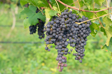 Purple grapes growing on vine