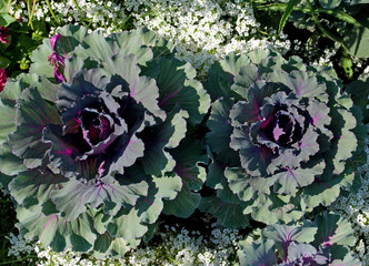 Zierkohl - Brassica oleracea