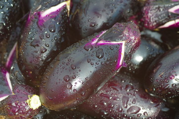 茄子　‐Eggplant‐