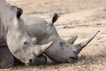 Breitmaulnashorn (Ceratotherium simum) am Wasserloch