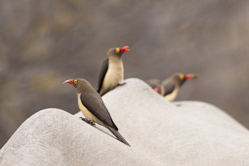 Rotschnabel-Madenhacker (Buphagus erythrorhynchus)
