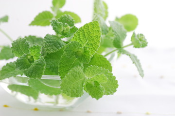 spear mint © hichako