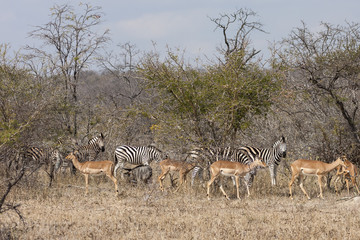 Fototapeta na wymiar Impala (Aepyceros melampus)