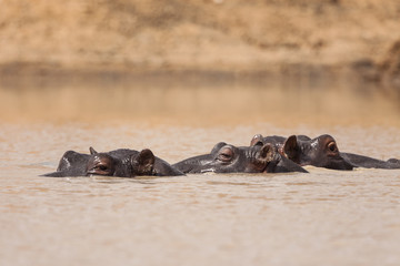 Flusspferd (Hippopotamus amphibius)