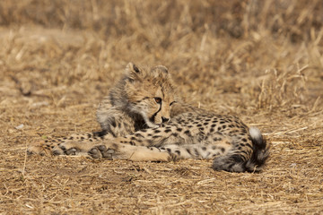 Gepard (Acinonyx jubatus)