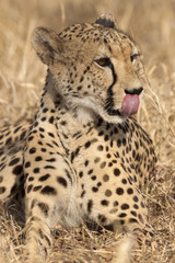 Gepard (Acinonyx jubatus)