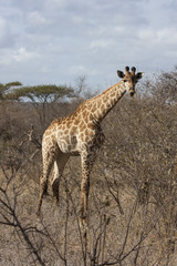 Kapgiraffe (G. c. giraffa)
