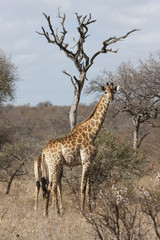 Kapgiraffe (G. c. giraffa)