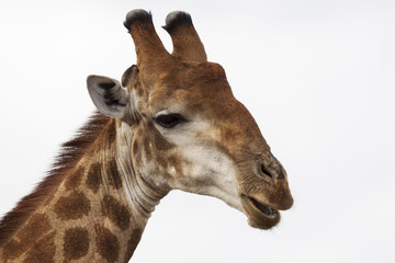 Kapgiraffe (G. c. giraffa) im Portr&auml;t