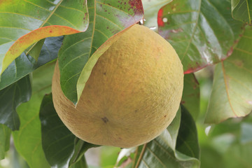 Santol fruit