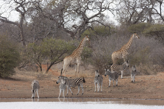 Kapgiraffe (G. c. giraffa) und Zebras am Wasserloch