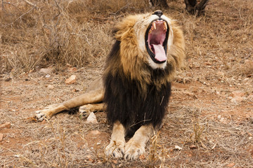 Gähneneder Löwe (Panthera leo)