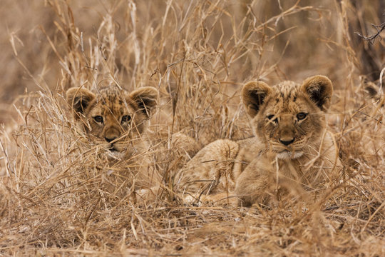 L&ouml;we (Panthera leo)