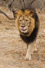 Löwe (Panthera leo)
