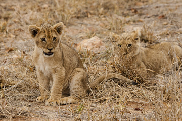 Löwe (Panthera leo)