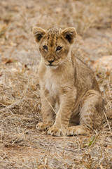 Löwe (Panthera leo)