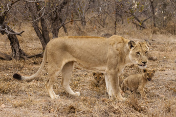 Fototapeta na wymiar Lowe (Panthera Leo)