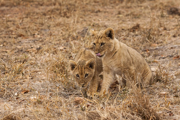 Junge Löwen (Panthera leo)