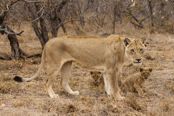 Obraz na płótnie Canvas Lowe (Panthera Leo)