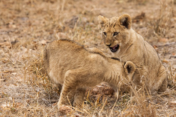 Junge Löwen (Panthera leo)