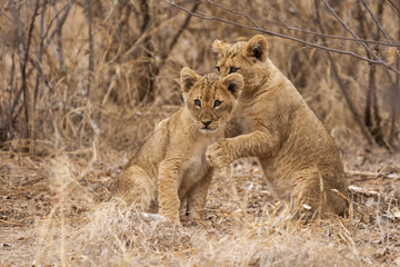 Fototapeta na wymiar Junge Löwen (Panthera Leo)