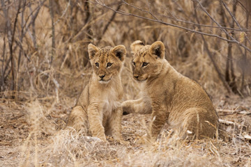 Fototapeta na wymiar Junge Löwen (Panthera Leo)