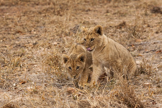 Junge L&ouml;wen (Panthera leo)