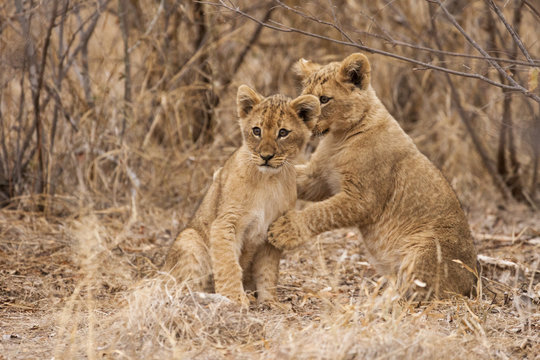 Junge L&ouml;wen (Panthera leo)