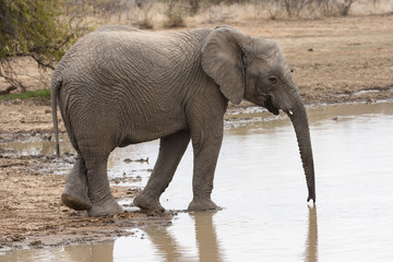 Fototapeta premium Elefant