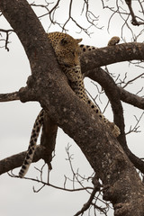 Leopard (Panthera pardus)