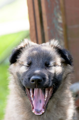 portrait of a puppy