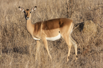  Impala (Aepyceros melampus)