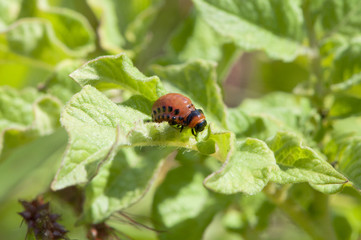 beetle larva