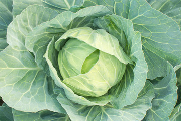 Obraz premium green cabbage