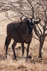 Streifengnu (Connochaetes taurinus)