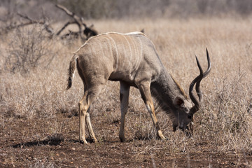 Großer Kudu (Tragelaphus strepsiceros)