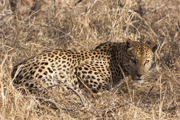 Leopard (Panthera pardus)