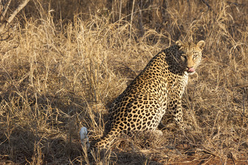 Leopard (Panthera pardus)